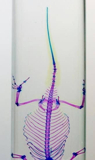 透明工房 ～生命の華～ ☆透明標本 製作・販売 学術指導☆