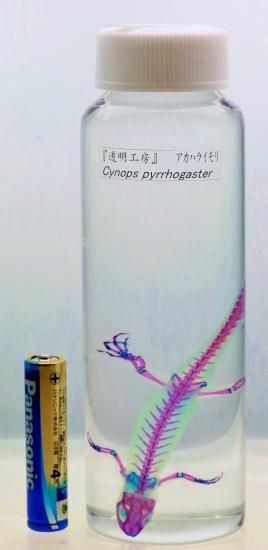 透明標本 アカハライモリ 透明工房 ～生命の華～ ☆透明標本 製作・販売 学術指導☆