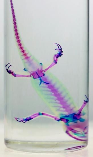 グリーンイモリ 透明標本 グリーンイモリ 透明標本