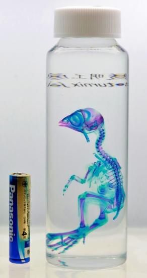 透明工房 ~生命の華~ ☆透明標本 製作・販売 学術指導☆ 透明工房 ~生命の華~ ☆透明標本 製作・販売 学術指導☆