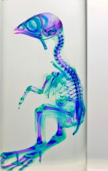 透明工房 ~生命の華~ ☆透明標本 製作・販売 学術指導☆ 透明工房 ~生命の華~ ☆透明標本 製作・販売 学術指導☆