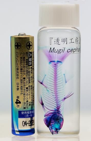 貝殻標本　カブトボラ　②　蓋つき 貝殻標本 カブトボラ ② 蓋つき