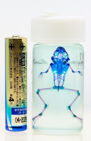 【1点物】極美品☆アフリカツメガエル 透明標本 コレクション品 1点物】極美品☆アフリカツメガエル 透明標本 コレクション品