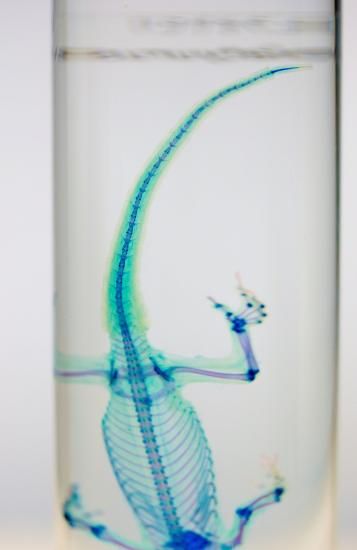 極美品【1点物】透明骨格標本ヒラオヤモリ① 約10cm 極美品【1点物】透明骨格標本ヒラオヤモリ① 約10cm