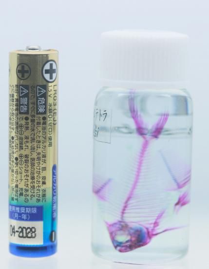店舗良い 透明工房 ～生命の華～ ☆透明標本 製作・販売 学術指導☆ ガラス