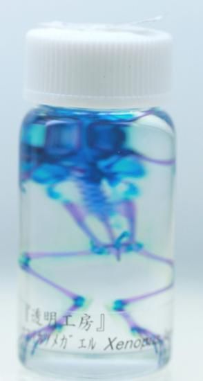 透明工房 ～生命の華～ ☆透明標本 製作・販売 学術指導☆