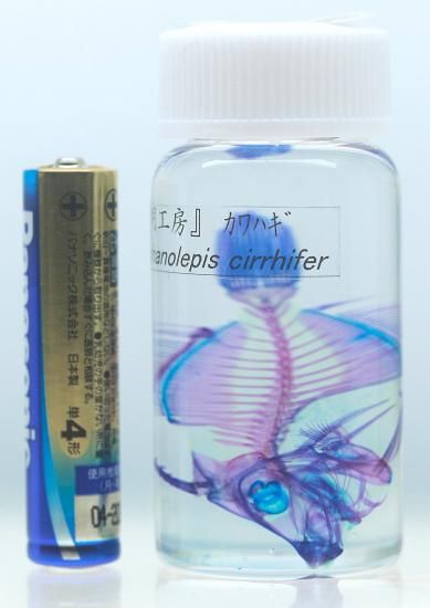 透明工房 ～生命の華～ ☆透明標本 製作・販売 学術指導☆