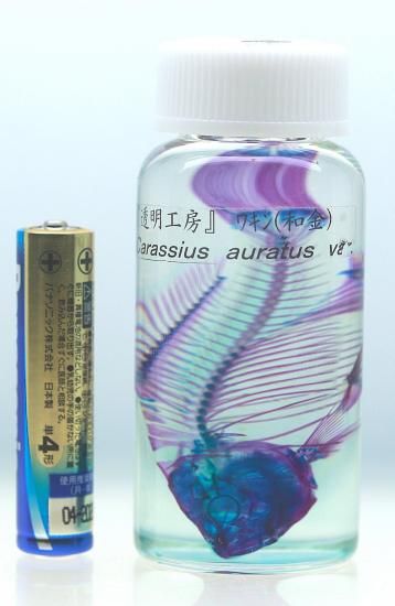 【極希少・極美品】小魚の標本　小瓶　Carassius auratus 透明工房 ～生命の華～ ☆透明標本 製作・販売 学術指導☆