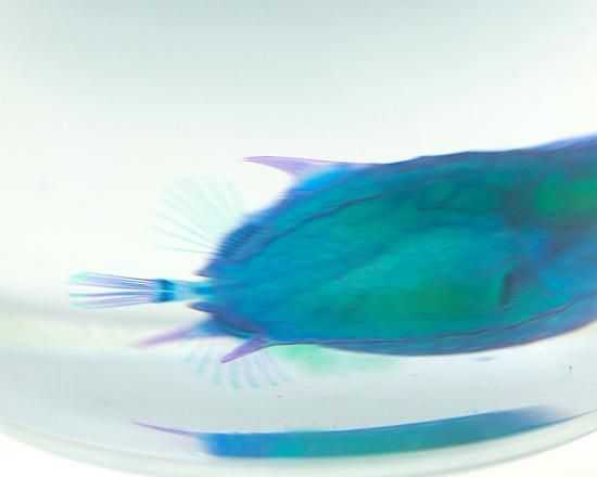 魚標本 透明フィルム包装 魚標本 透明フィルム包装 魚標本 透明フィルム包装