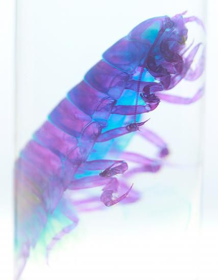 【1点物】乾燥・色彩保存標本 オオグソクムシ 1点物】乾燥・色彩保存標本 オオグソクムシ