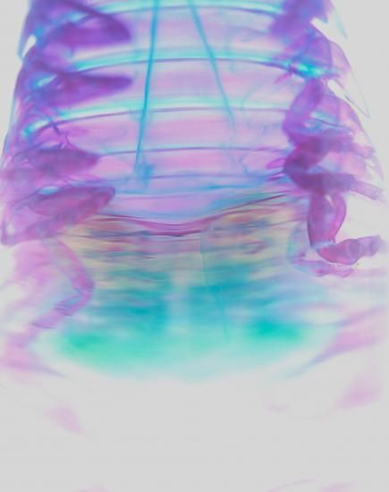 【1点物】乾燥・色彩保存標本 オオグソクムシ 1点物】乾燥・色彩保存標本 オオグソクムシ③