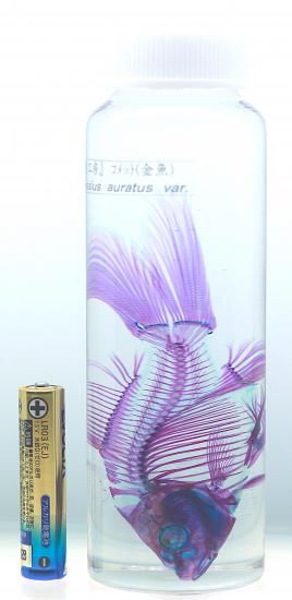 透明工房 ～生命の華～ ☆透明標本 製作・販売 学術指導☆