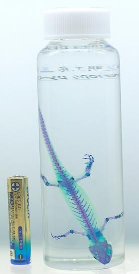 ベストセラー 透明工房 ～生命の華～ 学術指導☆ 製作・販売 ☆透明標本 標本