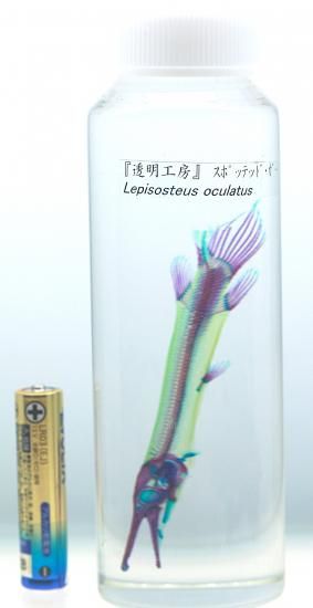 透明工房 ~生命の華~ ☆透明標本 製作・販売 学術指導☆ 透明工房 ~生命の華~ ☆透明標本 製作・販売 学術指導☆