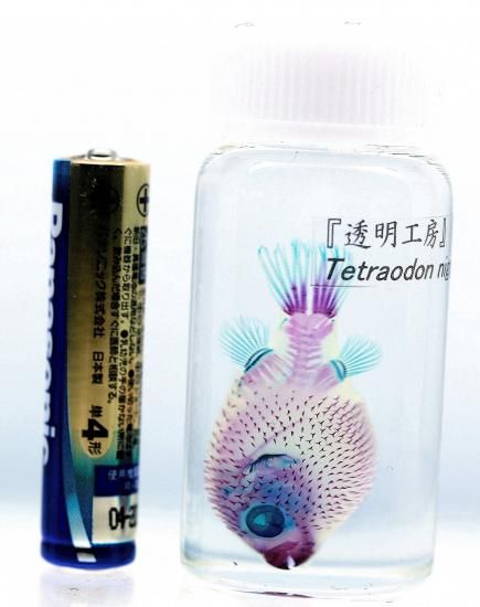 透明工房 ～生命の華～ ☆透明標本 製作・販売 学術指導☆