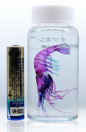 学術標本　種名ニホンジカ　胎児（♂）　エタノール浸漬標本　頭胴長約６５ｍｍ 透明工房 ～生命の華～ ☆透明標本 製作・販売 学術指導☆