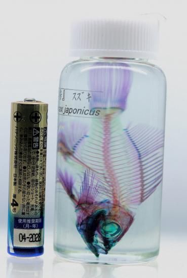 透明工房 ~生命の華~ ☆透明標本 製作・販売 学術指導☆ 透明工房 ~生命の華~ ☆透明標本 製作・販売 学術指導☆