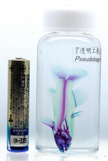 限定販売☆オリジナル商品【透明標本作製キット】全17点 - メルカリ