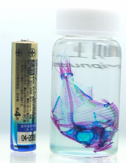 透明工房 ～生命の華～ ☆透明標本 製作・販売・通販 学術指導☆