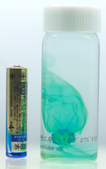 鮫の標本瓶 DWK Life Sciences 標本瓶 1600mL 242092808 1個 1-8396-05