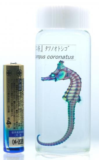 透明工房 ～生命の華～ ☆透明標本 製作・販売 学術指導☆