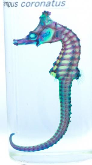 タツノオトシゴ標本 タツノオトシゴ 標本｜Yahoo!フリマ（旧PayPayフリマ）