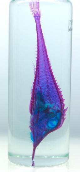 魚類標本 Amazon.co.jp: 魚スケルトン標本 文鎮 科学教室の標本科学教育