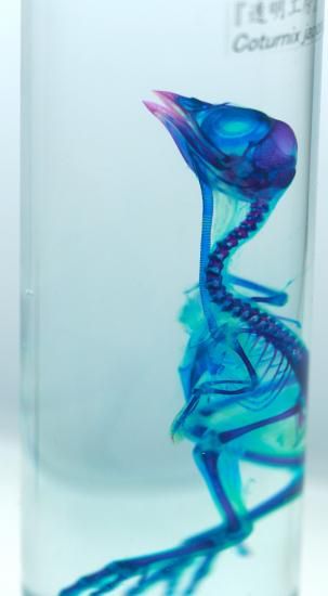 魚標本 透明フィルム包装