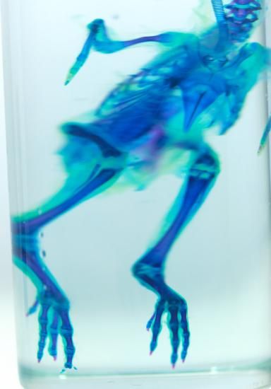 透明工房 ～生命の華～ ☆透明標本 製作・販売 学術指導☆