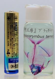 夏の大特価(8/31まで)☆美品【透明標本】魚類 9本セット 2025年夏 掲載作品 - 透明工房 ～生命の華～ ☆透明標本 製作