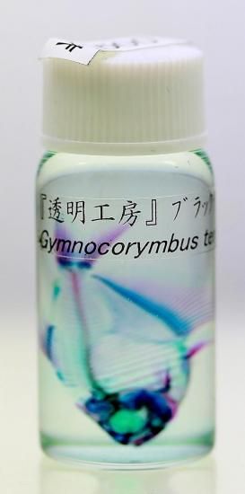 透明工房 ～生命の華～ ☆透明標本 製作・販売・通販 学術指導☆