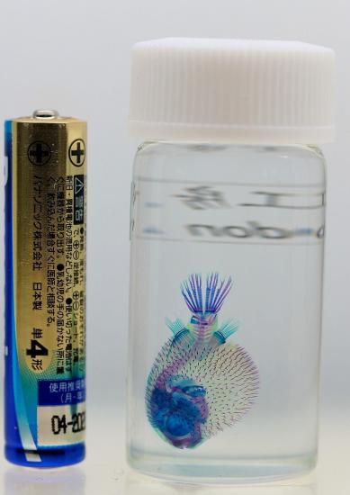 透明工房 ～生命の華～ ☆透明標本 製作・販売 学術指導☆