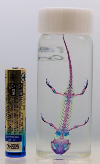 透明標本 アカハライモリ 透明工房 ～生命の華～ ☆透明標本 製作・販売 学術指導☆