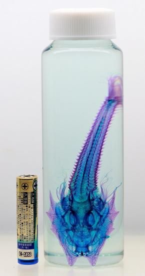 透明工房 ～生命の華～ ☆透明標本 製作・販売 学術指導☆