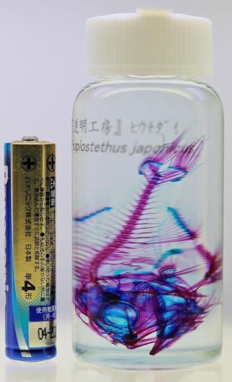 透明工房 ～生命の華～ ☆透明標本 製作・販売 学術指導☆