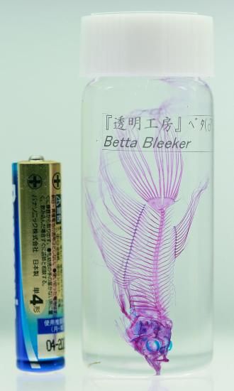透明工房 ～生命の華～ ☆透明標本 製作・販売 学術指導☆