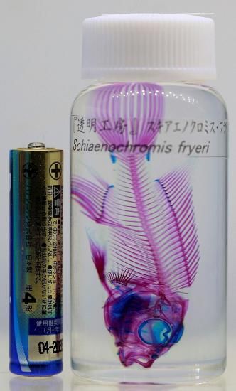 透明工房 ～生命の華～ ☆透明標本 製作・販売 学術指導☆