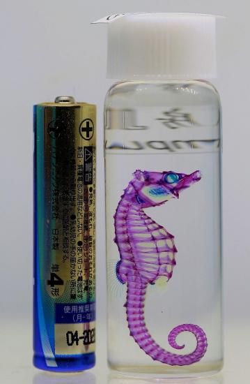 透明工房 ～生命の華～ ☆透明標本 製作・販売 学術指導☆