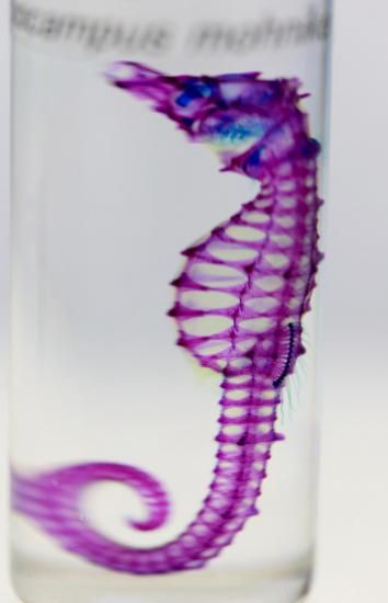 透明工房 ～生命の華～ ☆透明標本 製作・販売 学術指導☆