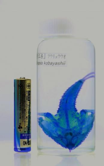 激レア【透明骨格標本】ワヌケフウリュウウオ 70mm 深海魚 管理No1021 深海魚60.ワヌケフウリュウウオ - 魚のぶろぐ