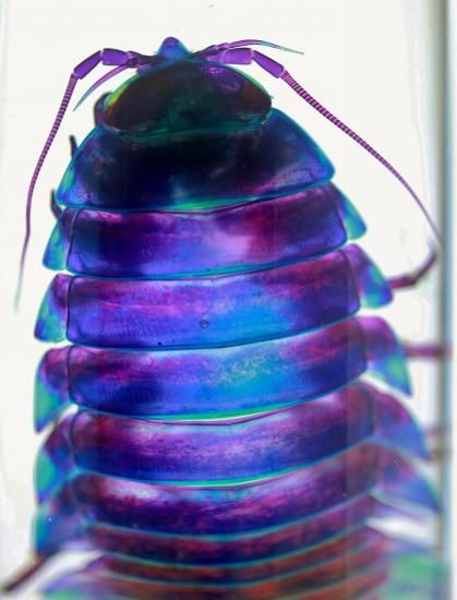 【1点物】乾燥・色彩保存標本 オオグソクムシ 1点物】乾燥・色彩保存標本 オオグソクムシ