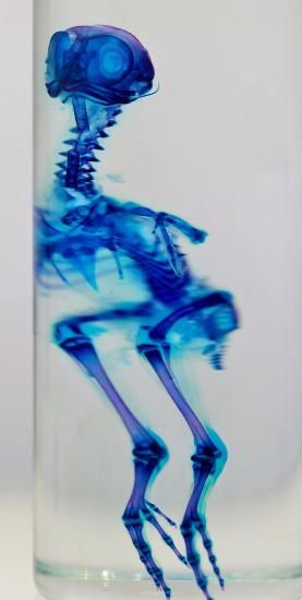 ウズラ　透明標本　Sグレード 透明標本 ウズラ その他置物 透明標本Clair 通販 6622856｜Creema