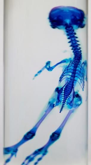 ウシガエル　標本 井の頭自然文化園［公式］ على X: 
