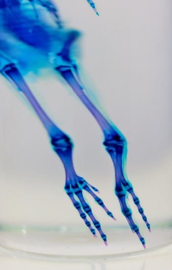 1点物☆極美品【透明骨格標本】ウズラ③ 約10cm 透明工房 ～生命の華～ ☆透明標本 製作・販売 学術指導☆