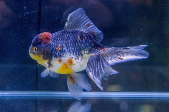 花咲くじっちゃまオンラインショップ販売魚 白黒オランダNO,1