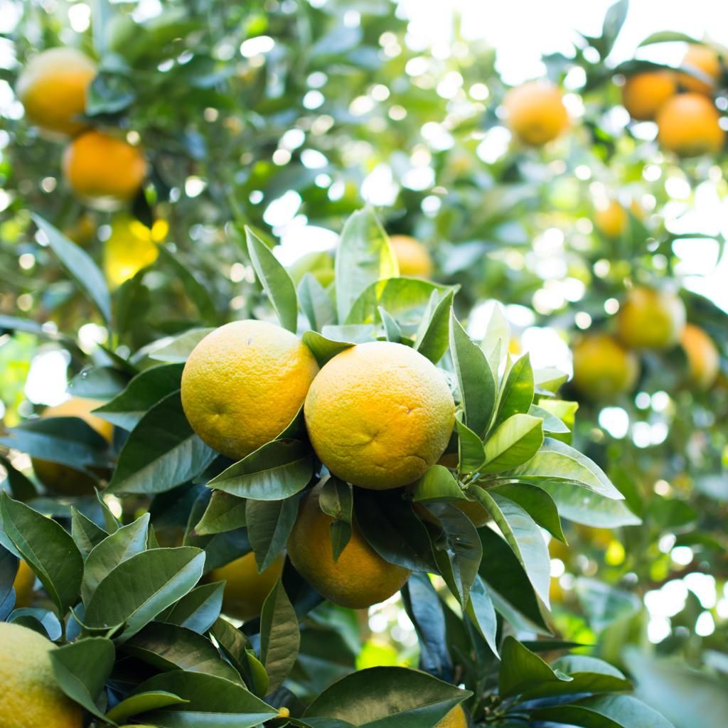 ポン酢 川中醤油 瀬戸内柑橘ぽん酢 200ml×4本 – 成城石井.com