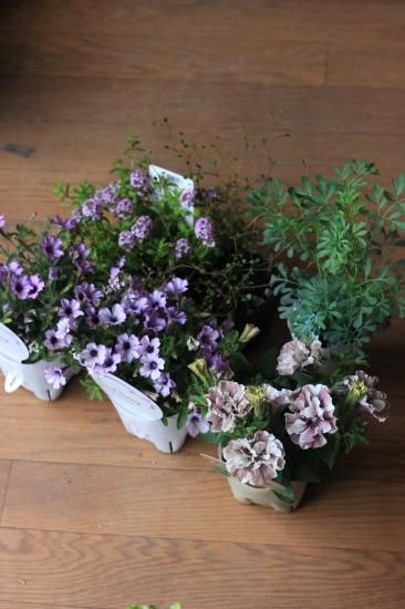 花苗セット アリスの森 パールベリーとガーデンルーの花苗セット アトリエajisai Online Shop 花苗セット アリスの森 パールベリーとガーデンルーの花苗セット アトリエajisai Online Shop
