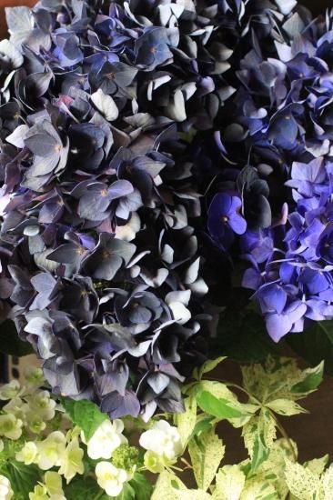 花苗セット 秋色アジサイ ディープパープルの花苗セット アトリエajisai Online Shop