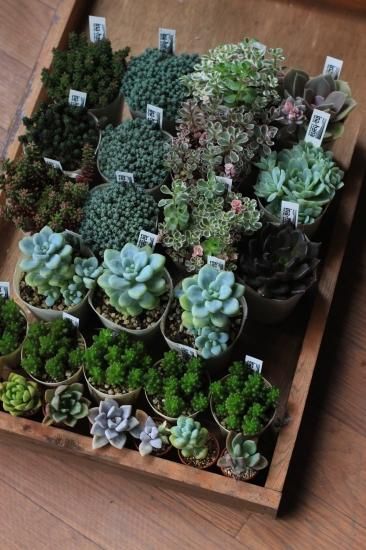 多肉植物苗セット 多肉植物リース アトリエajisai Online Shop 多肉植物苗セット 多肉植物リース アトリエajisai Online Shop