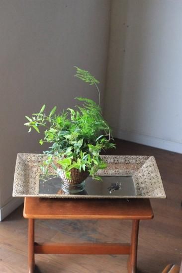 1点もの 室内で楽しむ ヘデラとアスパラのガラス植え アトリエajisai Online Shop 1点もの 室内で楽しむ ヘデラとアスパラのガラス植え アトリエajisai Online Shop